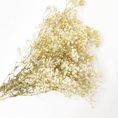 China Long Lasting Natural Dry Flower Gypsophila Flower Babysbreath Decorative Grass For Wedding Decoration for sale