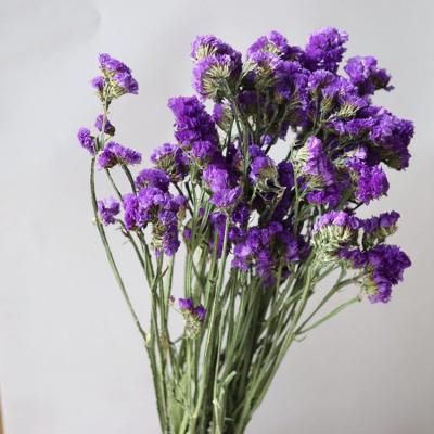 China Long Lasting Dry Flowers Forget Me Myosotis Preserved Unnatural Long Lasting For Wedding Event Decoration for sale