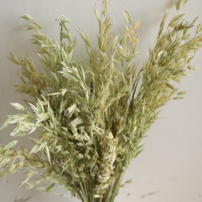 China Wholesale Long Lasting Natural Dried Oat Flower Plant Preserved Dried Flower For Flower Arrangement Home Office Decoration for sale