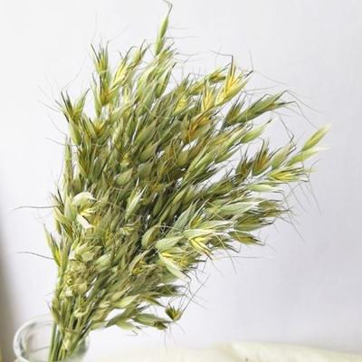 China Long Lasting Dried Flower Common Oat Flower Dried Long Lasting Oat Flower Plant Wholesale For Wedding Festival Decoration for sale