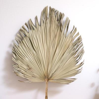 China Wholesale Popular Preserved Natural Touch Fan Palm Leave Dried Naturally Colored Fan Palm Leaf for sale