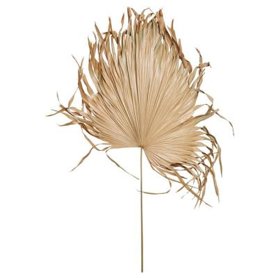 China Touch Natural Plant Cheapest Natural Leaf Decoration Large Dry Tropical Wedding Decor Dry Plam Fan Leaves for sale