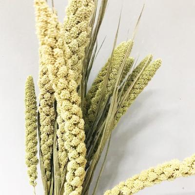 China Healthy Living Customized Grain 100g Natural Dried Millet Flowers Natural Organic Real Dried Flowers For Decoration for sale