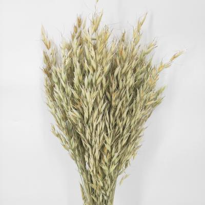 China Fashional decorative flowers dried oat grass for desktop decoration for sale