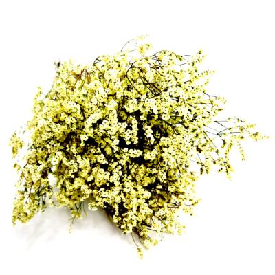 China Natural Dried Flower Flowers Micranthemum Decorative Micranthemoids Preserved Natural Plant for sale