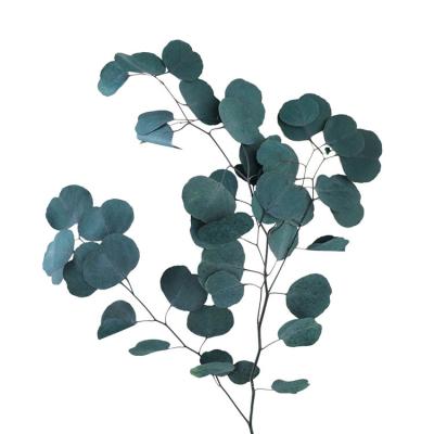 China Hot Sale Christmas Indoor Decoration Fresh Style Preserved Apple Leaves For Decoration Preserved Flower Eucalyptus Round Leaf for sale