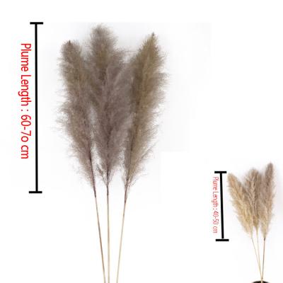 China 2021 Wholesale New Arrival High Quality Large Pampas Grass Beige Durable Pampas Grass Decor For Wedding for sale