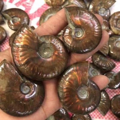 China Hot Sale High Quality Natural Ammonite Slice Stone Healing Crystals Colorful Europe Fossils For Sale for sale