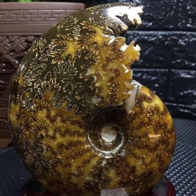 China Europe Wedding Ammonite Crystal Fossil Healing Guests Souvenirs Wholesale Natural Stone Crafts Folk Gemstone Crystals For Decoration for sale