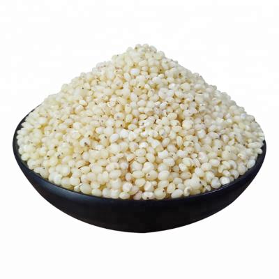 China Harvest best selling white sorghum dry sorghum cheap price for sale