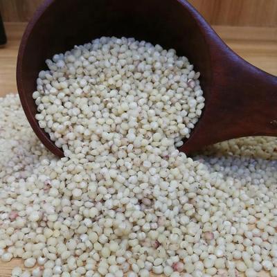 China 100% Sorghum Rice Sorghum Seeds Dry Natural Grain Sorghum For Sale for sale