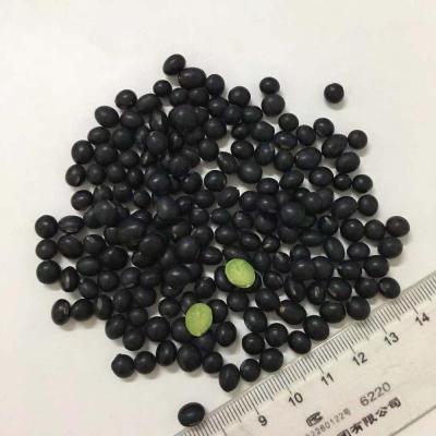 China China dry soybean with best quality and best price black bean for sale