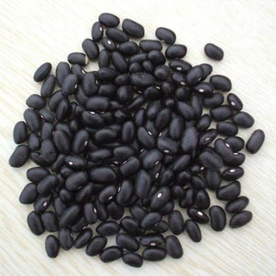 China Factory Price Chinese Dry Black Bean and Export Black Kidney Price for sale