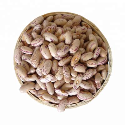 China China Dried Beans Soy Bean Light Dwarf Dwarf Beans for sale