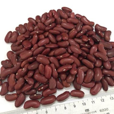 China Wholesale Sugar Beans Dry Dark Red Kidney Kidney Beans for sale