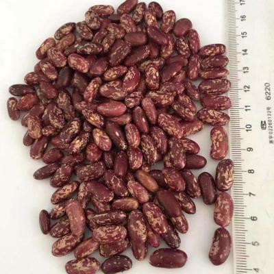 China Wholesale Dried Notorious Dried Purple Spotted Kidney Bean For Export for sale