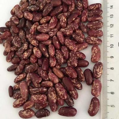 China Wholesale Nutritional Delicious Red Spotted Beans Light Red Dwarf Beans for sale