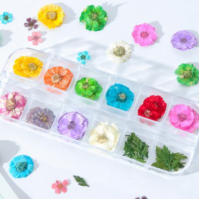 China Hot Selling Natural Touch Amazon Nail Dried Flowers Decoration Dried Flowers Nail Art DIY Nail Art for sale