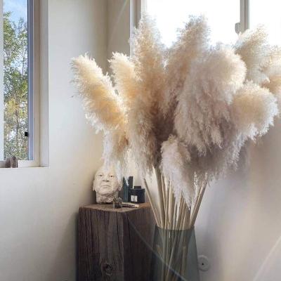 China Hot Selling Amazon Touch Real Nature Pampas Grass Natrual Pampas Bouquet Decor Floral Wedding Pampas Decorations for sale