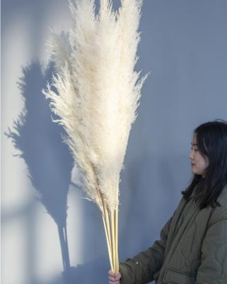 China Real Touch Nature Wholesale Boho Wedding Home Decor Large Reed Plume Pampas Grass Fluffy Large Natural Dry for sale