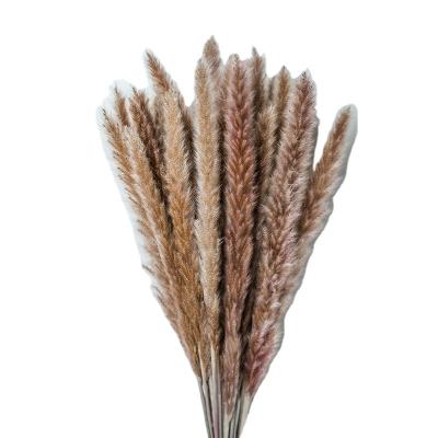 China Amazon Nature Real Touch Pampas Grass Natural Dry Plume Boho Wedding Decor Small Preserved Dry Flower Mini Fluffy Reed Pampas Grass for sale