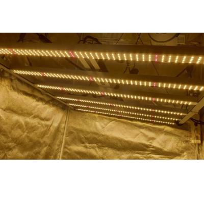 China Seed starting 650R Weixinli lm301h 600W 900w 300w lm301b 3000K 3500K 660nm bar led full spectrum led to grow light for sale