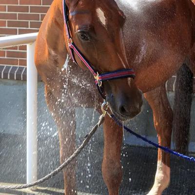 Cina La stalla di gomma equestre Mats Environmental Molding Equine Paver piastrella in vendita