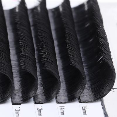 China Long Natural Mink Eyelash Extensions Individual Eyelash Volume Camellia Eyelash Extensions Blooming Lashes Wholesale for sale