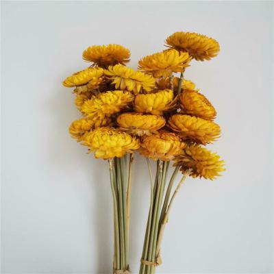 China Natural Dry Helichrysum Flower Decorative Beautiful Dry Flower Decoration for Christmas Wedding Decoration for sale