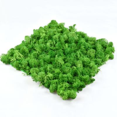 China Wholesale 30*30*3cm DIY Desktop Real Natural Natural Green Wall Panels Tiles Architectural Stabilized Reindeer Preserved Touch Reindeer Preserved Moss for sale