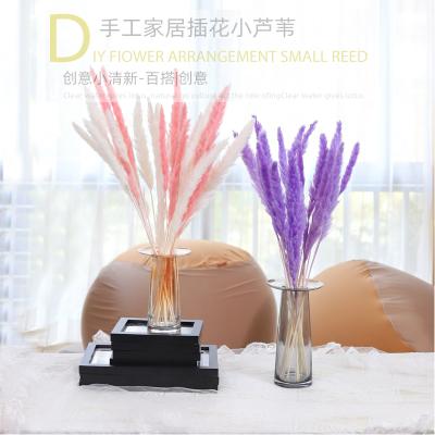 China Festival Height 60-75cm Dried Flower Decorative Wedding Prundo Fluffy Phragmites Home Thatch Pampas Grass for sale