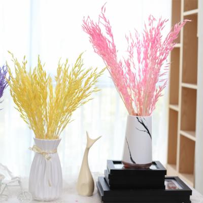 China Factory wholesale natural supplier new products touch dry flowers dried oat flowers for wedding decoration for sale