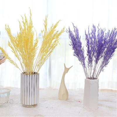 China Factory Supplier Natural New Products Wholesale Touch Dried Flowers Dried Oat Flowers For Wedding Decoration Flower Valentine's Day Gift for sale