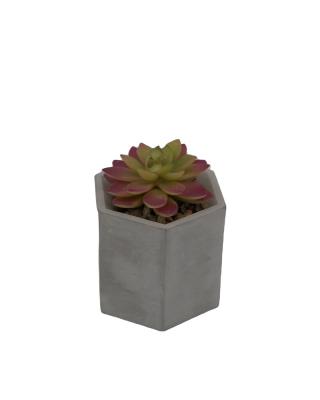 China Cement+plastic Home Fashionable Artificial Plants Dessert Succulent Plants With Roots for sale