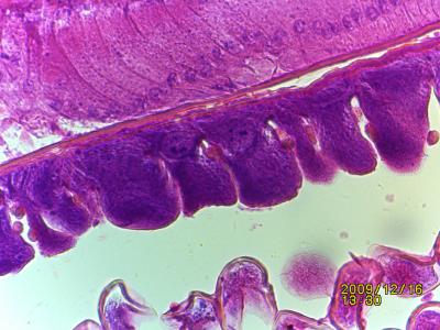 China 5,0 microscopio ancho BLM-280 del ocular WF10 ×/18 LCD Digitaces del campo del sensor mega de los pixeles Cmos en venta