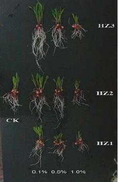 China Alginate oligosaccharide as soil nutrition for sale