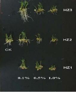 China soil and plant nutrition alginate-derived oligosaccharide for sale