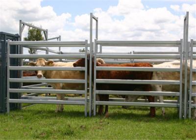 China Cattle yard panels for sale Te koop