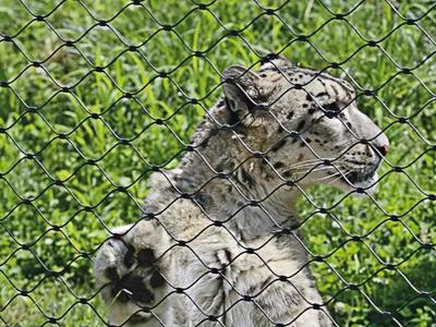 Chine Zoo Mesh à vendre