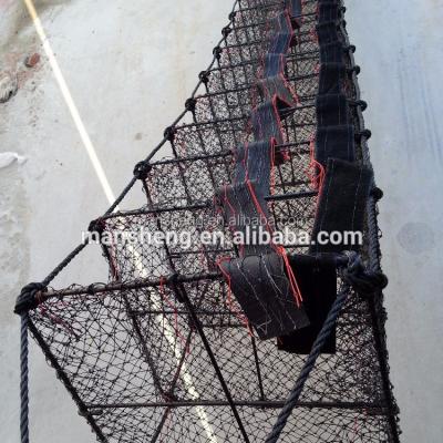 China Scallop / Aquaculture Shellfish Scallop Lanterns for sale