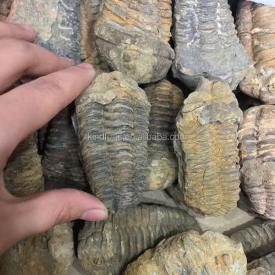 China Wholesale Natural China Calymene Trilobite Fossils For Decoration for sale