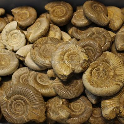 China Wholesale Natural China Snail Fossil Ammonite Fossils For Sale for sale