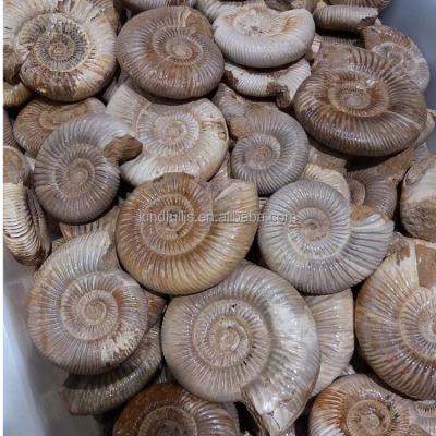 China China wholesale good quality natural snail fossil ammonite fossils for sale for sale