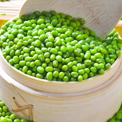 China Canned Cheapest Canned Vegetables Canned Green Bean Cut for sale