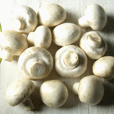 China Factory Price Whole Canned Whole Mushroom Mushroom Canned Whole for sale