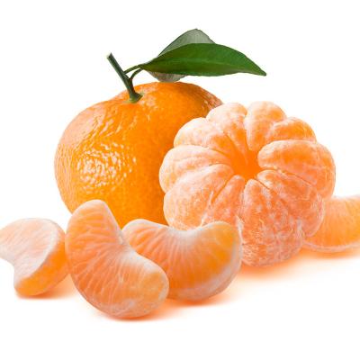 China Factory direct canned tangerine in syrup fresh satsuma tangerine for sale