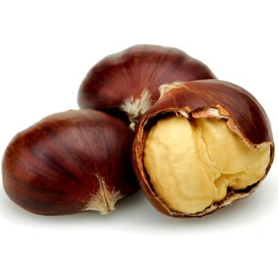 China New Cultivation Good Quality Chestnut Supplier Fresh Professional Fresh Raw Chestnut Taste Natural Sweet Chestnut for sale