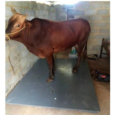 China Carbon Steel Livestock Balance Scales 2t 1t Livestock Balance Beam Cattle Scale Bull for sale