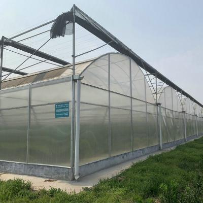 China Stable Structure Easily Assembled Agricultural Multi Span Sawtooth Roof Plastic Sheet Greenhouses For Planting for sale