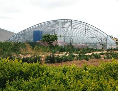 China Stable Structure Easily Assembled Wholesale Invernadero Multi Span Multi Span Plastic Sheet Customized Agricultural Greenhouse For Sale for sale